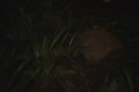 transsexual whores 46 Costanza